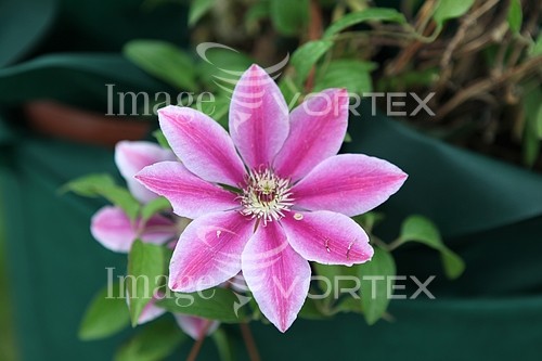 Flower royalty free stock image #453281934