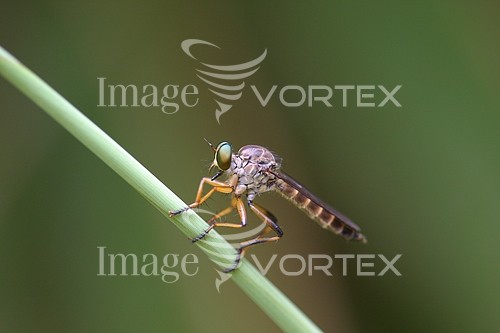 Insect / spider royalty free stock image #453754331
