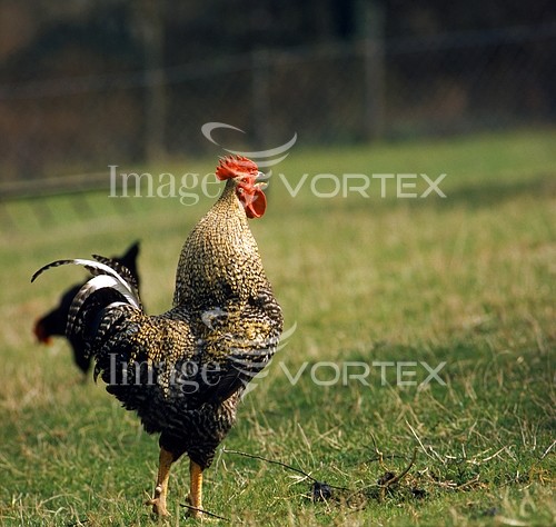 Bird royalty free stock image #453510978