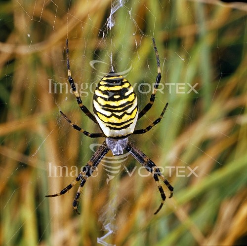 Insect / spider royalty free stock image #454226673