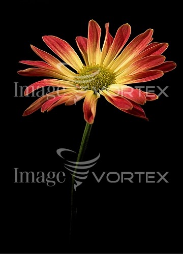 Flower royalty free stock image #455368785
