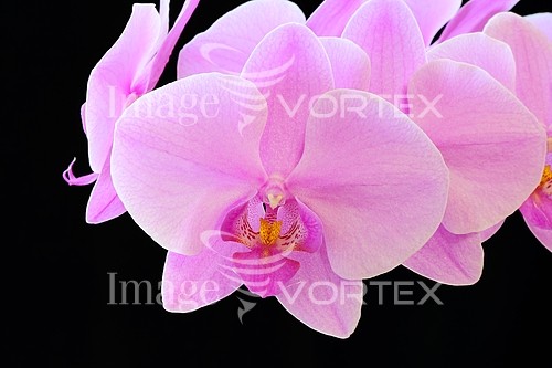 Flower royalty free stock image #455034689
