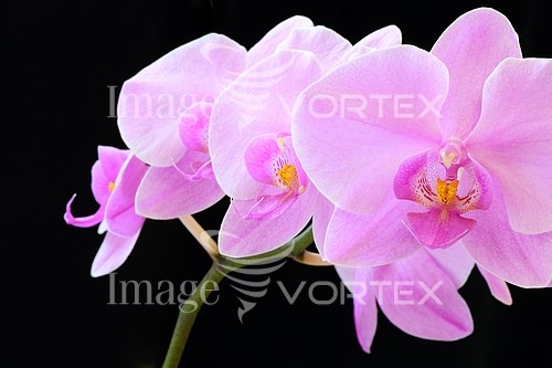 Flower royalty free stock image #455067168