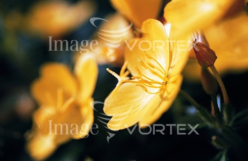 Flower royalty free stock image #456831173