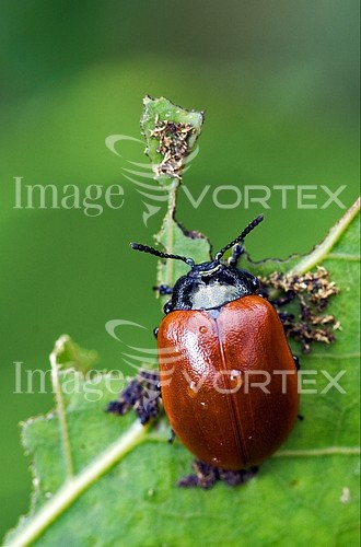 Insect / spider royalty free stock image #456038922