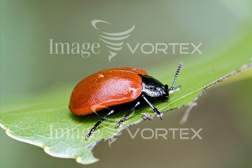 Insect / spider royalty free stock image #456674454