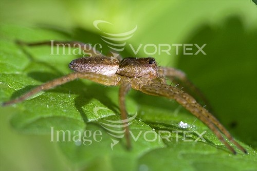 Insect / spider royalty free stock image #457027785