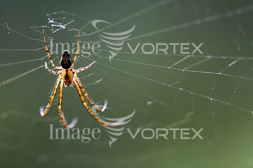 Insect / spider royalty free stock image #457056708