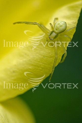 Insect / spider royalty free stock image #457073411