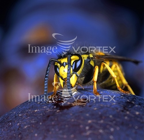 Insect / spider royalty free stock image #458953929