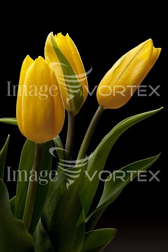Flower royalty free stock image #459516668