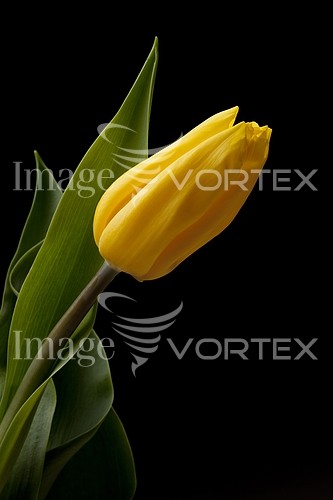 Flower royalty free stock image #459528950