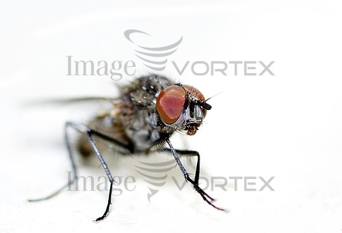 Insect / spider royalty free stock image #459073898