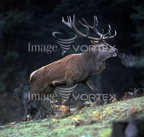 Animal / wildlife royalty free stock image #460235747