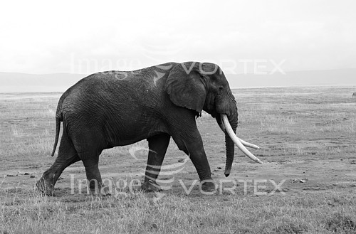 Animal / wildlife royalty free stock image #460396754