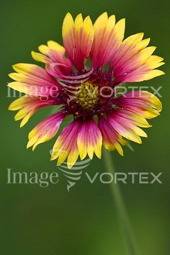 Flower royalty free stock image #462989913