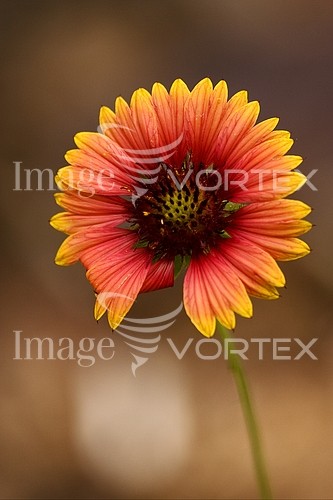 Flower royalty free stock image #462977170