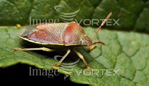 Insect / spider royalty free stock image #463002943