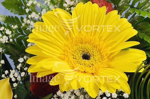 Flower royalty free stock image #466339774