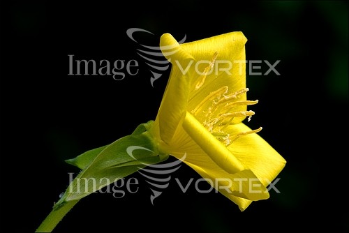 Flower royalty free stock image #468712702