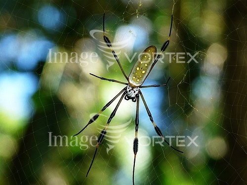 Insect / spider royalty free stock image #473512524