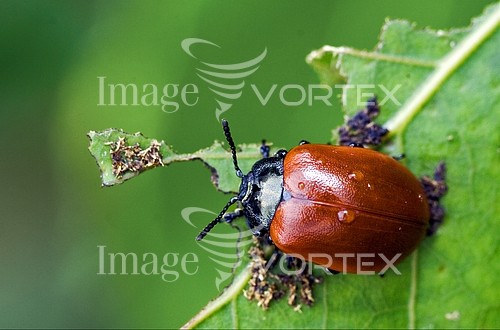 Insect / spider royalty free stock image #474490436