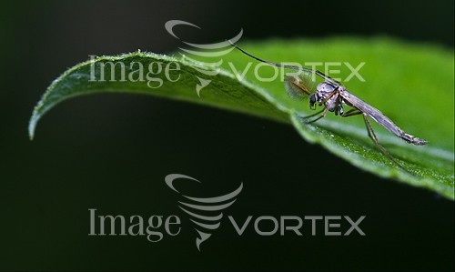 Insect / spider royalty free stock image #475943868