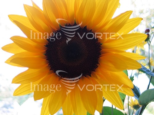 Flower royalty free stock image #476643705