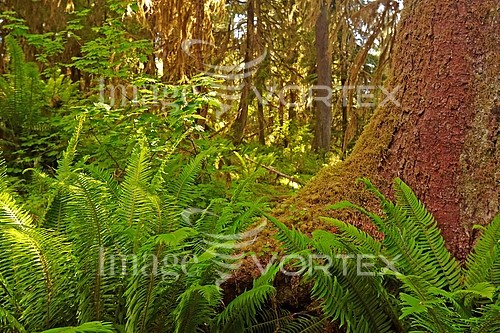 Nature / landscape royalty free stock image #482798636