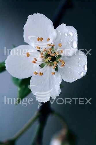 Flower royalty free stock image #483936828
