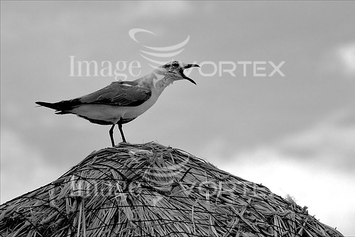 Bird royalty free stock image #483771614