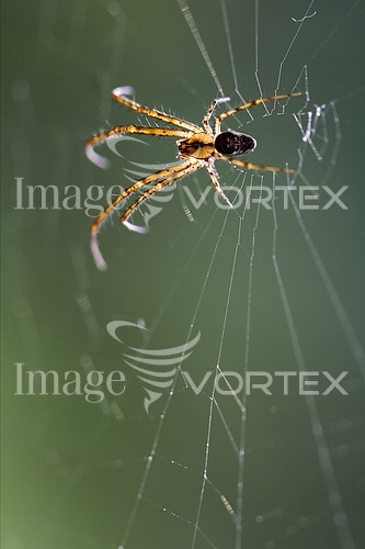 Insect / spider royalty free stock image #483964794