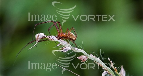 Insect / spider royalty free stock image #484814098