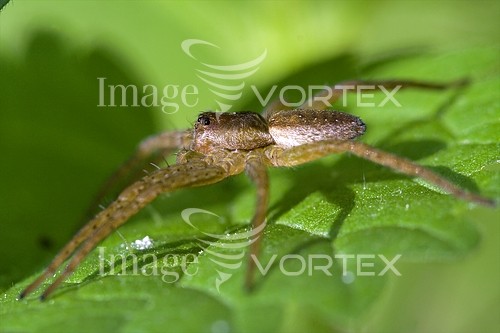 Insect / spider royalty free stock image #484853860