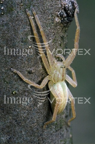 Insect / spider royalty free stock image #485015115