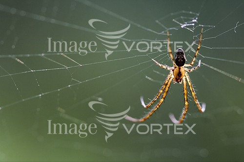 Insect / spider royalty free stock image #485044556