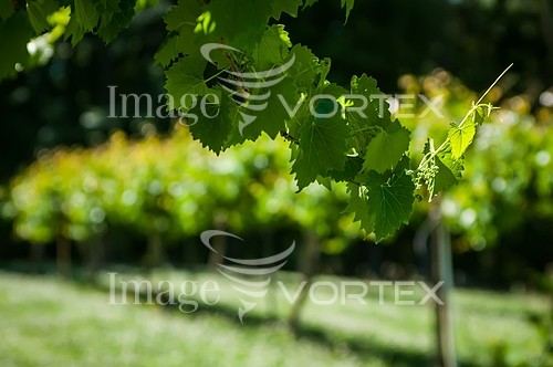 Industry / agriculture royalty free stock image #485924251