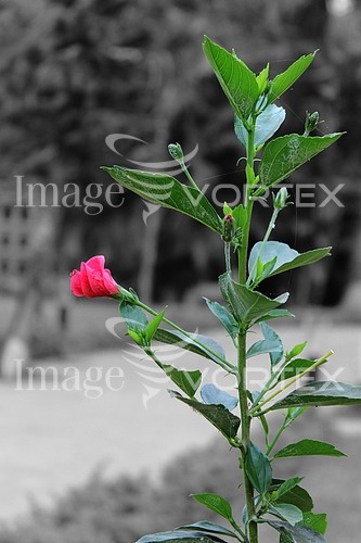 Flower royalty free stock image #492705658