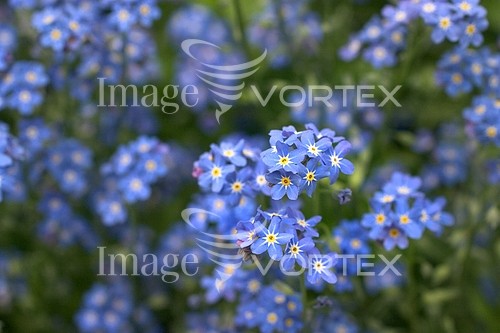 Flower royalty free stock image #492138972