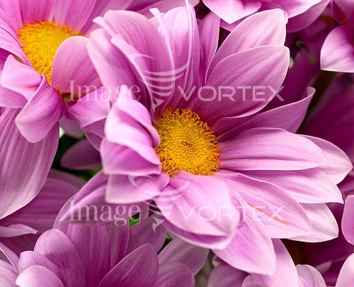 Flower royalty free stock image #493707289