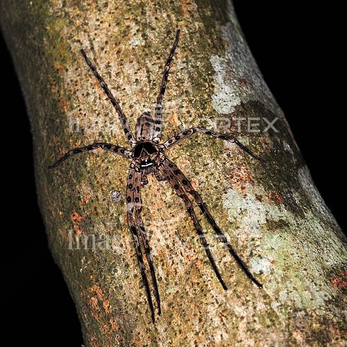 Insect / spider royalty free stock image #494153621