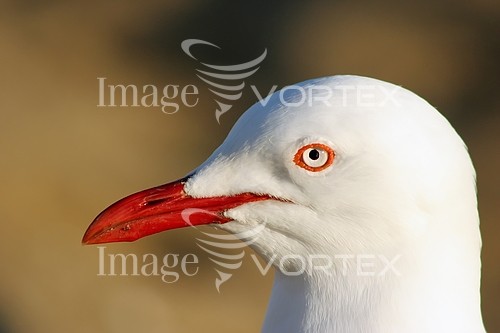 Bird royalty free stock image #495954011
