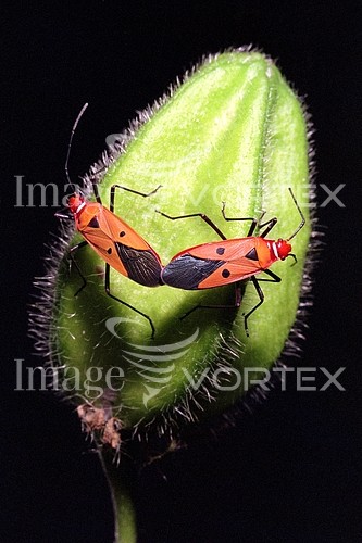 Insect / spider royalty free stock image #496863695
