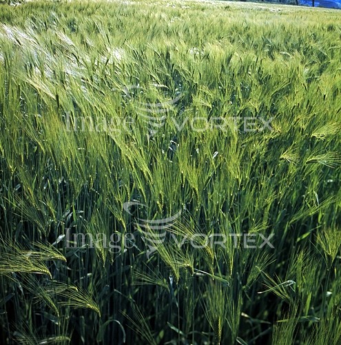 Industry / agriculture royalty free stock image #517525768