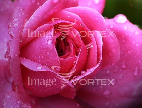 Flower royalty free stock image #518557534