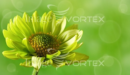 Flower royalty free stock image #519576053