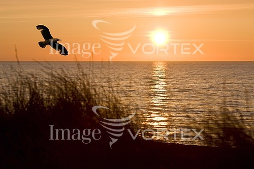 Sunset / sunrise royalty free stock image #521519478