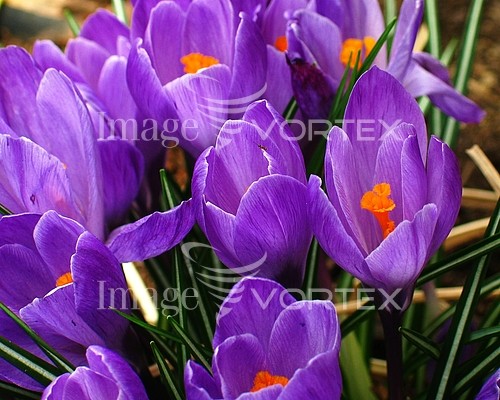 Flower royalty free stock image #524435000