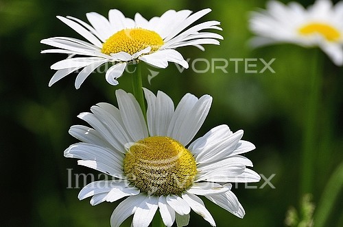 Flower royalty free stock image #526158548