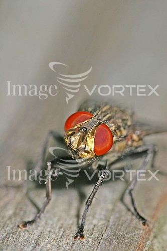 Insect / spider royalty free stock image #526074304